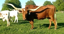 PC Miss Gunsmoke