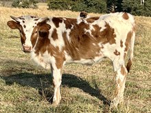 Heifer 23