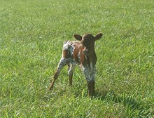 B-C Razzle Dazzle and Sittin & Draggin Calf