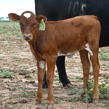 hercules x promenade heifer