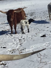 Ft Bull1