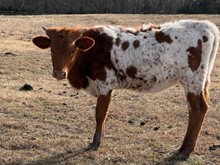RESPECTED HONEYBUN HEIFER CALF