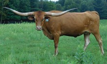 CCL SAFFRON BEAUTY