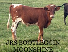 JRS Bootleggin Moonshine