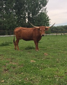 RNL Clover