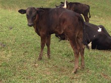 WV Buckshot 
