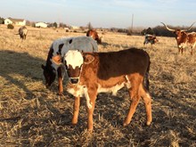 WTR TAMMY FAY Bull