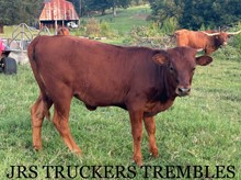 JRS Truckers Trembles