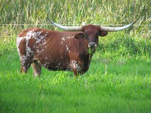 TEXAS WHISKY