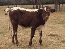lodestar x shadow sittin bull