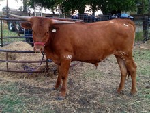 SHR WOW'S BIG JAKE