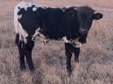 TOMBSTONE X TORO'S DREAM(BULL)