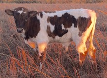 TOMBSTONE X SUNHAVEN CLASSY MAX (BULL)