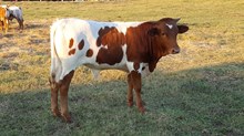 Cricket Steer