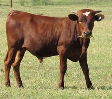 IM BULL 25/17