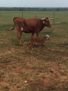 IM STEER 34/16