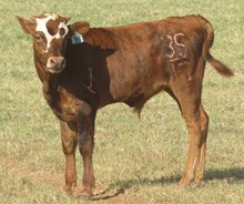IM STEER 35/17