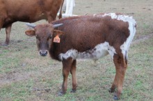 Miss Sue Bull Calf