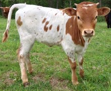 VFF JOLENE