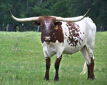 JR Zabrina