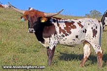 Tin Zula