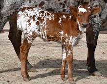 Magnificent X Mermaids Kelsey heifer