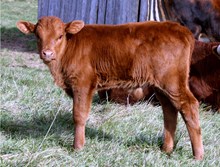 Kissy Face Bull