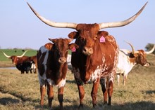 2016 JTW La Kay 53 Heifer