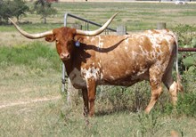 LLL Gunsmoke's Ginger