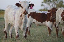2018 Littlebit Heifer