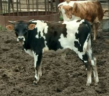 FULLY LOADED