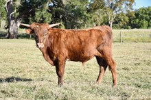 Pancho BCR 002