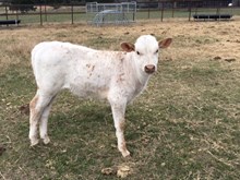Drag Net x BZR Lulu Heifer