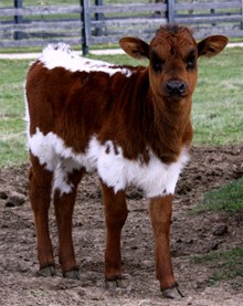 Lazy J's Magi Heifer
