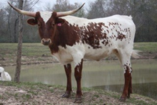 SHR WOW'S MATILDA