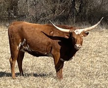 HC HALO MOOSE