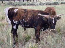 WCC OKLAHOMA BOSS
