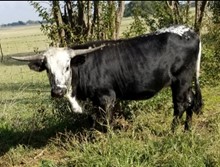 LMR Oreo Blossum