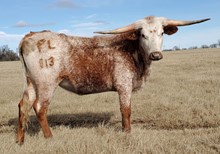 Pacific Bessie