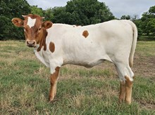 Penelope DSM
