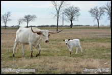DDR Rangerette's Cowboy 15