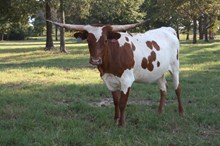 SHR Wow's Phoebe