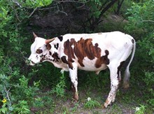 TB SUE-PERIOR COWBOY