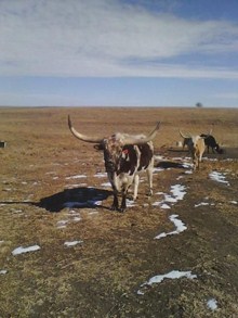 07/13/08 BULL