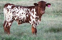 2018 Pretty Pepper Bull