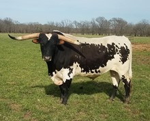 RONNIE 5