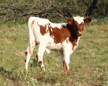 Senorita Leigh heifer calf (You CAN NAME her)