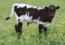 SHR Wow's Buck