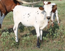 Sittin Snowflake dream bull (You CAN NAME him)