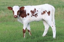 TCC Texanas Texas Twister x EOT Outback Fascinatio